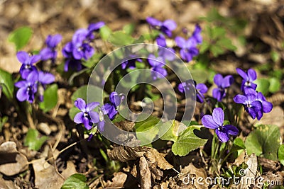 Viola odorata Sweet Violet, English Violet, Common Violet - violet flowers bloom in the forest in spring wild meadow, background Stock Photo