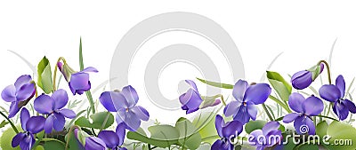 Viola odorata. Vector Illustration