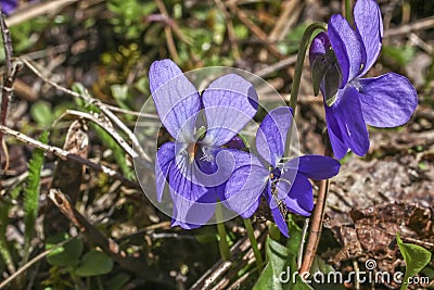 Viola sororia flower Stock Photo