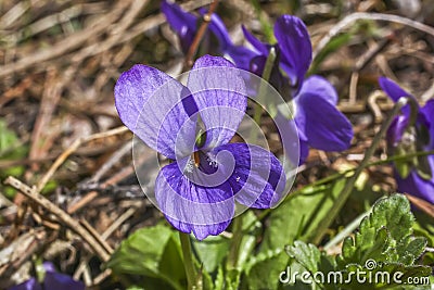 Viola sororia flower Stock Photo