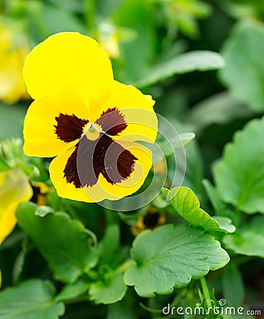 Viola tricolor Stock Photo