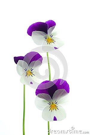 Viola tricolor Stock Photo