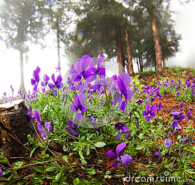 Viola tricolor Stock Photo