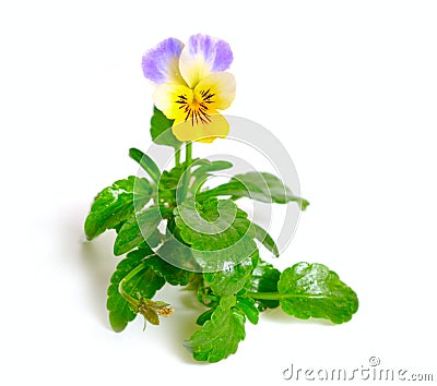 Viola tricolor, also known as Johnny Jump up, heartsease, heart` Stock Photo