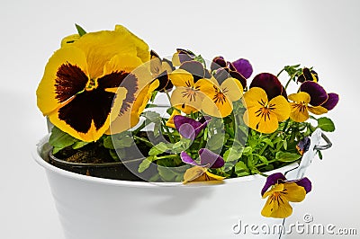 Viola tricolor field flower Wild pansy Stock Photo