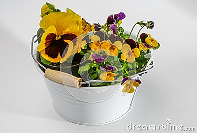 Viola tricolor field flower Wild pansy Stock Photo