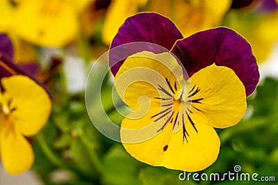 Viola tricolor field flower Wild pansy Stock Photo