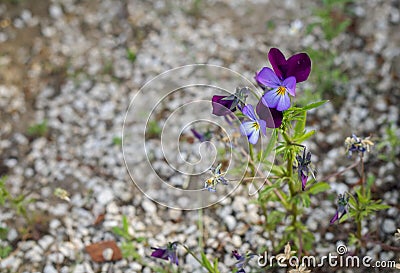 Viola tricolor field flower Wild pansy Stock Photo