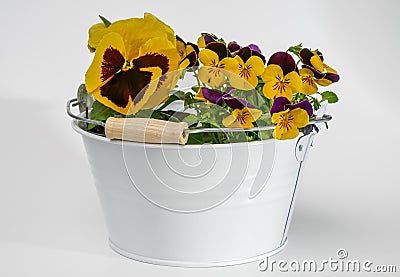 Viola tricolor field flower Wild pansy Stock Photo