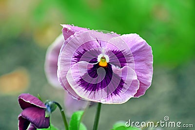 Viola Tricolor Hortensis Flowers Home Gardening Plants Stock Photo Stock Photo