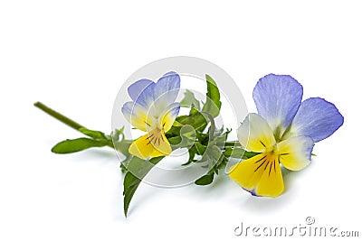 Viola tricolor Stock Photo