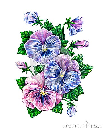 Viola tricolor. Watercolor colorful pansies flowers drawing Stock Photo