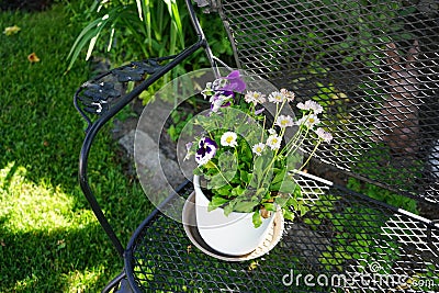 Viola x wittrockiana Delta purple-white flowers and Bellis perennis white flowers bloom in a flower pot on a bench. Stock Photo