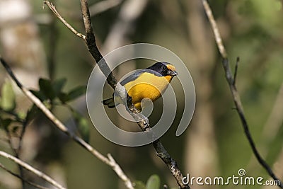 Violaceous euphonia, Euphonia violacea Stock Photo