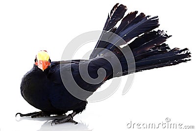 Violaceous Turaco Stock Photo