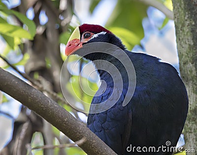 The violaceous turaco, Musophaga violacea close up. Stock Photo