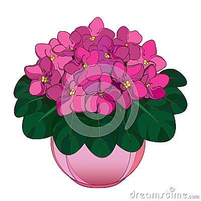 Vector bouquet with outline Saintpaulia or African violet flower in round pot. Pink flowers and ornate green foliage isolated. Vector Illustration