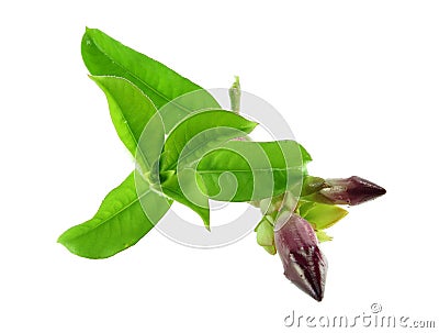 Violet Allamanda Cathartic flower and green leaf Stock Photo