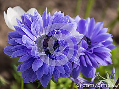 Violet Anemone Coronaria `St. Briged Mixed Botanical Gardens Balchik, Bulgaria Stock Photo