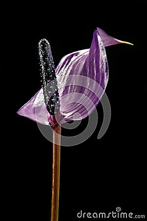 Violet anthurium flower Stock Photo