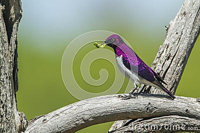 Violet-backed starling in Kruger National park, South Africa Stock Photo