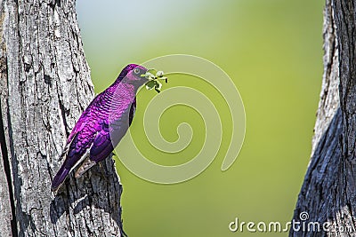 Violet-backed starling in Kruger National park, South Africa Stock Photo