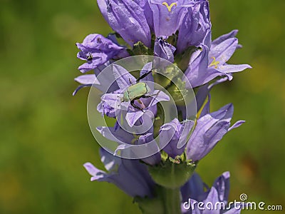 Violet bellflowers of Campanula cervicaria with scarabaeid beetle Hoplia argentea Stock Photo