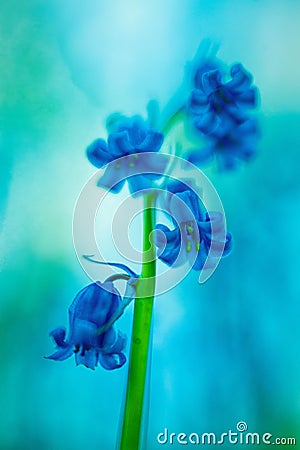 Violet blue early spring wildflowers blue bells Stock Photo