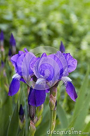 Violet-blue flowers of bearded iris Iris germanica Stock Photo