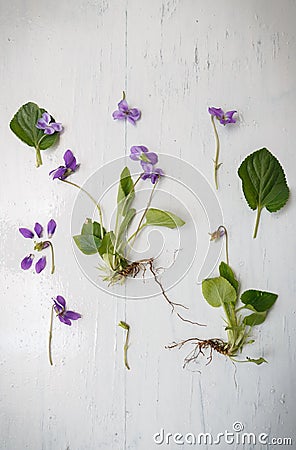 Violet botanical herbarium Stock Photo