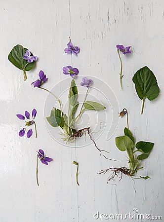 Violet botanical herbarium Stock Photo