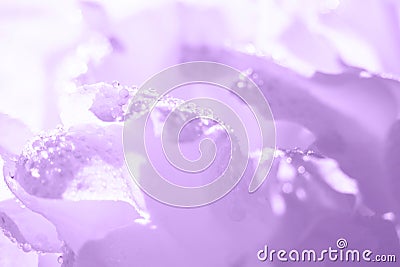 Violet botanical romantic backdrop, copy space macro photo. Fragile Stock Photo