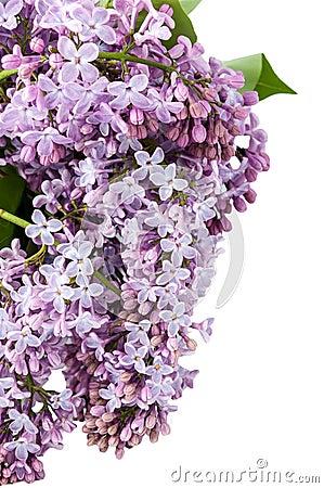 Violet bouquet of lilac Stock Photo