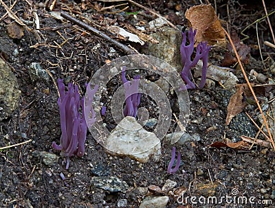 Violet branched coral fungus Stock Photo