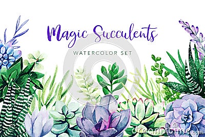 Violet cactus and succulents plants, horizontal background Vector Illustration