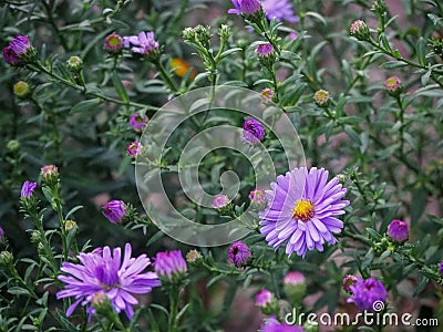 Violet chrysantemum flower heads - view with flower center Stock Photo