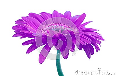 Violet color gerbera flower isolated on white Stock Photo