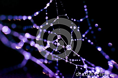 Violet colored toned backdrop made of filigree spiderweb.Water droplets on fragile thin thread Stock Photo