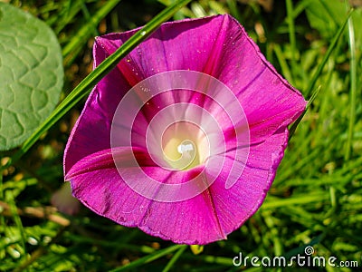 Pink bindweed, morning glory flower. Stock Photo