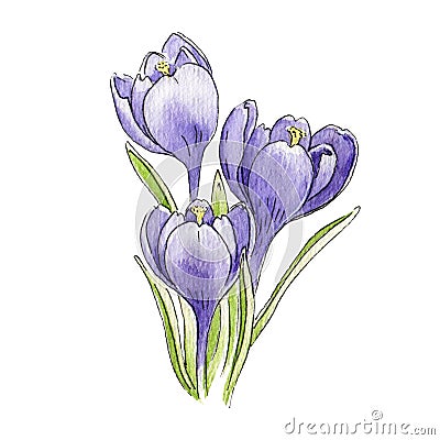 Violet crocus flower with leaves watercolor image. Hand drawn saffron blossom illustration. Perple blooming spring season plant. B Cartoon Illustration