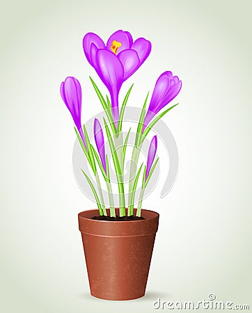 Violet crocus in flower pot Vector Illustration