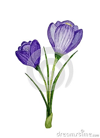 Violet Crocus flower. Springtime beauty. Cartoon Illustration