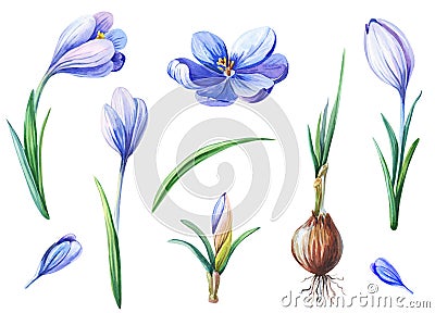Violet crocus or saffron on a white background. Set of floral elements. Cartoon Illustration