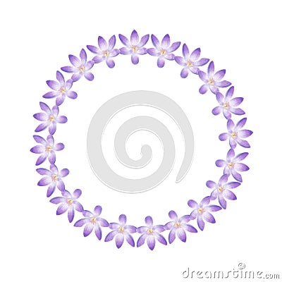 Watercolor violet crocus wreath Stock Photo