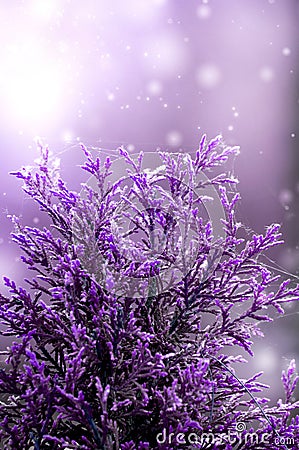 Violet cypress in white bokeh and gray background Stock Photo