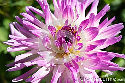 Violet Dahlia flower head. Stock Photo