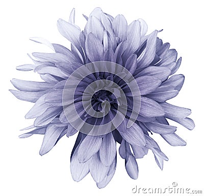 Violet dahlia flower white background isolated with clipping path. Closeup. For design. Stock Photo