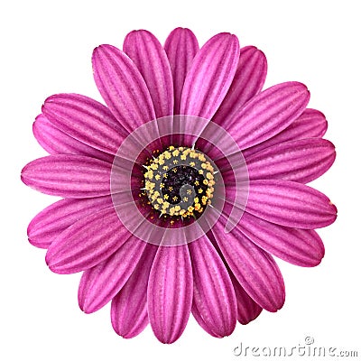 Violet Daisy Stock Photo