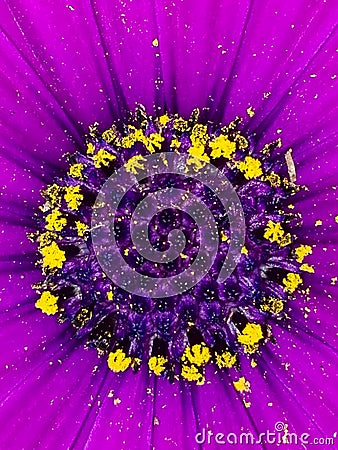 Violet daisy flower center Stock Photo