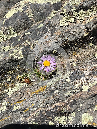 Violet daisy at Rocky Mountain National Park Stock Photo